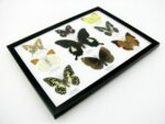 Wunderschöne Schmetterlingssammlung im Bilderrahmen mit 9 echten Schmetterlingen - A-09-helen-06 – Bild 8