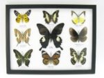 Wunderschöne Schmetterlingssammlung im Bilderrahmen mit 9 echten Schmetterlingen - A-09-helen-07 – Bild 12
