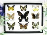 Wunderschöne Schmetterlingssammlung im Bilderrahmen mit 9 echten Schmetterlingen - A-09-helen-07