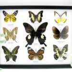 Wunderschöne Schmetterlingssammlung im Bilderrahmen mit 9 echten Schmetterlingen - A-09-helen-07