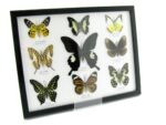 Wunderschöne Schmetterlingssammlung im Bilderrahmen mit 9 echten Schmetterlingen - A-09-helen-07 – Bild 2