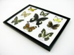 Wunderschöne Schmetterlingssammlung im Bilderrahmen mit 9 echten Schmetterlingen - A-09-helen-07 – Bild 7
