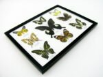 Wunderschöne Schmetterlingssammlung im Bilderrahmen mit 9 echten Schmetterlingen - A-09-helen-07 – Bild 8