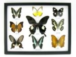 Wunderschöne Schmetterlingssammlung im Bilderrahmen mit 9 echten Schmetterlingen - A-09-helen-08 – Bild 12