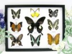 Wunderschöne Schmetterlingssammlung im Bilderrahmen mit 9 echten Schmetterlingen - A-09-helen-08