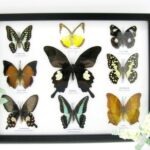 Wunderschöne Schmetterlingssammlung im Bilderrahmen mit 9 echten Schmetterlingen - A-09-helen-08