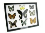 Wunderschöne Schmetterlingssammlung im Bilderrahmen mit 9 echten Schmetterlingen - A-09-helen-08 – Bild 2