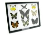 Wunderschöne Schmetterlingssammlung im Bilderrahmen mit 9 echten Schmetterlingen - A-09-helen-09 – Bild 2