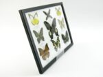 Wunderschöne Schmetterlingssammlung im Bilderrahmen mit 9 echten Schmetterlingen - A-09-helen-09 – Bild 3
