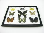 Wunderschöne Schmetterlingssammlung im Bilderrahmen mit 9 echten Schmetterlingen - A-09-helen-09 – Bild 6