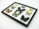 Wunderschöne Schmetterlingssammlung im Bilderrahmen mit 9 echten Schmetterlingen - A-09-helen-09 – Bild 7