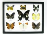 Wunderschöne Schmetterlingssammlung im Bilderrahmen mit 9 echten Schmetterlingen - A-09-helen-10 – Bild 12