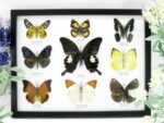 Wunderschöne Schmetterlingssammlung im Bilderrahmen mit 9 echten Schmetterlingen - A-09-helen-10