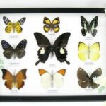 Wunderschöne Schmetterlingssammlung im Bilderrahmen mit 9 echten Schmetterlingen - A-09-helen-10