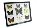 Wunderschöne Schmetterlingssammlung im Bilderrahmen mit 9 echten Schmetterlingen - A-09-helen-10 – Bild 2