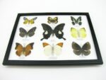 Wunderschöne Schmetterlingssammlung im Bilderrahmen mit 9 echten Schmetterlingen - A-09-helen-10 – Bild 6