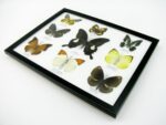 Wunderschöne Schmetterlingssammlung im Bilderrahmen mit 9 echten Schmetterlingen - A-09-helen-10 – Bild 7