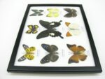 Wunderschöne Schmetterlingssammlung im Bilderrahmen mit 9 echten Schmetterlingen - A-09-helen-10 – Bild 9