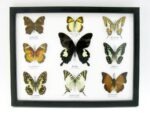Wunderschöne Schmetterlingssammlung im Bilderrahmen mit 9 echten Schmetterlingen - A-09-helen-11 – Bild 12