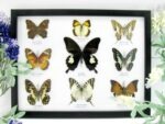 Wunderschöne Schmetterlingssammlung im Bilderrahmen mit 9 echten Schmetterlingen - A-09-helen-11