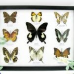 Wunderschöne Schmetterlingssammlung im Bilderrahmen mit 9 echten Schmetterlingen - A-09-helen-11