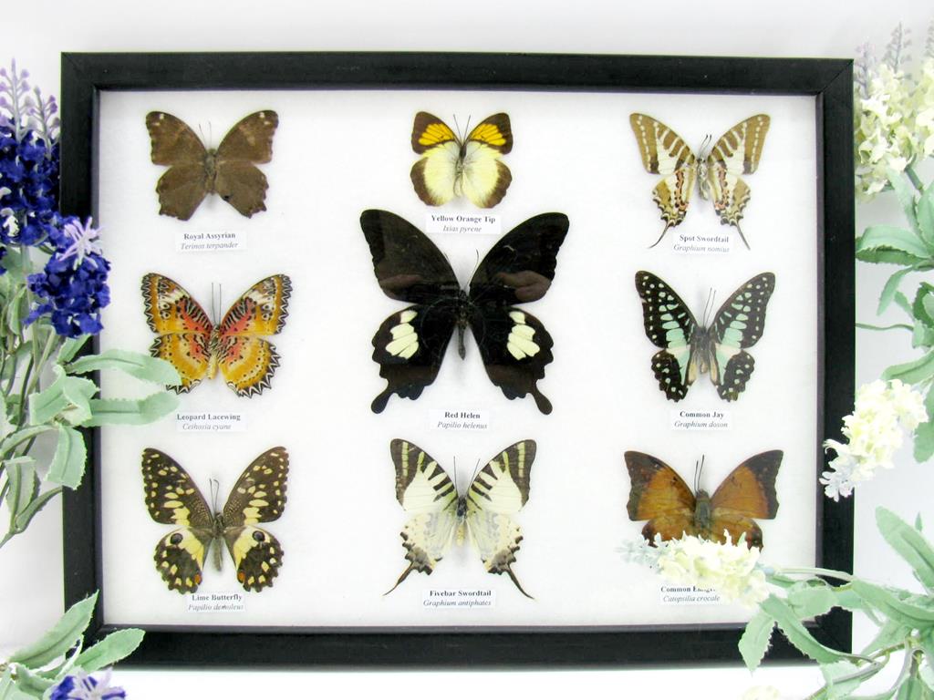 9 echte tote präparierte Schmetterlinge als Sammlung A-helen-11-b