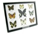 Wunderschöne Schmetterlingssammlung im Bilderrahmen mit 9 echten Schmetterlingen - A-09-helen-11 – Bild 2