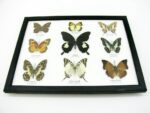 Wunderschöne Schmetterlingssammlung im Bilderrahmen mit 9 echten Schmetterlingen - A-09-helen-11 – Bild 6
