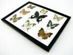 Wunderschöne Schmetterlingssammlung im Bilderrahmen mit 9 echten Schmetterlingen - A-09-helen-11 – Bild 7