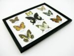 Wunderschöne Schmetterlingssammlung im Bilderrahmen mit 9 echten Schmetterlingen - A-09-helen-11 – Bild 8