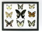 Wunderschöne Schmetterlingssammlung im Bilderrahmen mit 9 echten Schmetterlingen - A-09-helen-12 – Bild 12