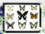 Wunderschöne Schmetterlingssammlung im Bilderrahmen mit 9 echten Schmetterlingen - A-09-helen-12