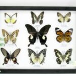 Wunderschöne Schmetterlingssammlung im Bilderrahmen mit 9 echten Schmetterlingen - A-09-helen-12