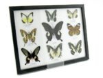 Wunderschöne Schmetterlingssammlung im Bilderrahmen mit 9 echten Schmetterlingen - A-09-helen-12 – Bild 2