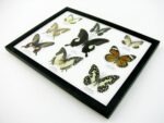 Wunderschöne Schmetterlingssammlung im Bilderrahmen mit 9 echten Schmetterlingen - A-09-helen-12 – Bild 7