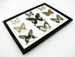 Wunderschöne Schmetterlingssammlung im Bilderrahmen mit 9 echten Schmetterlingen - A-09-helen-12 – Bild 8