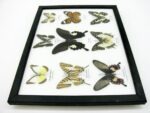 Wunderschöne Schmetterlingssammlung im Bilderrahmen mit 9 echten Schmetterlingen - A-09-helen-12 – Bild 9