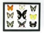 Wunderschöne Schmetterlingssammlung im Bilderrahmen mit 9 echten Schmetterlingen - A-09-helen-13 – Bild 12