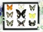 Wunderschöne Schmetterlingssammlung im Bilderrahmen mit 9 echten Schmetterlingen - A-09-helen-13