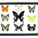 Wunderschöne Schmetterlingssammlung im Bilderrahmen mit 9 echten Schmetterlingen - A-09-helen-13
