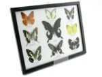 Wunderschöne Schmetterlingssammlung im Bilderrahmen mit 9 echten Schmetterlingen - A-09-helen-13 – Bild 2