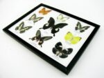 Wunderschöne Schmetterlingssammlung im Bilderrahmen mit 9 echten Schmetterlingen - A-09-helen-13 – Bild 6