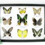 Wunderschöne Schmetterlingssammlung im Bilderrahmen mit 9 echten Schmetterlingen - A-09-mad-01