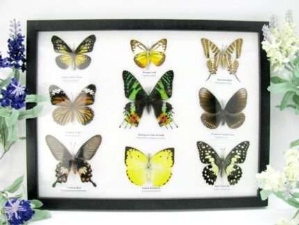 Wunderschöne Schmetterlingssammlung im Bilderrahmen mit 9 echten Schmetterlingen - A-09-mad-01