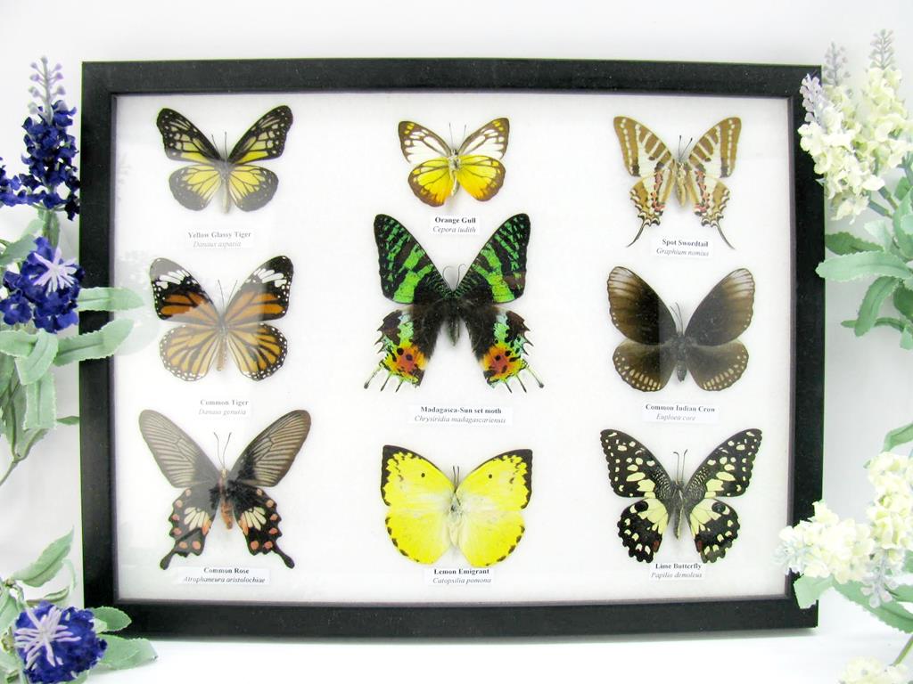 9 echte tote präparierte Schmetterlinge als Sammlung A-mad-01-b