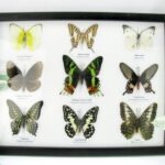 Wunderschöne Schmetterlingssammlung im Bilderrahmen mit 9 echten Schmetterlingen - A-09-mad-02