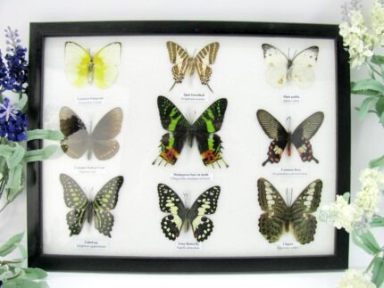Wunderschöne Schmetterlingssammlung im Bilderrahmen mit 9 echten Schmetterlingen - A-09-mad-02