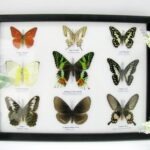 Wunderschöne Schmetterlingssammlung im Bilderrahmen mit 9 echten Schmetterlingen - A-09-mad-03