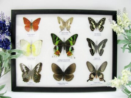 Wunderschöne Schmetterlingssammlung im Bilderrahmen mit 9 echten Schmetterlingen - A-09-mad-03