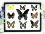 Wunderschöne Schmetterlingssammlung im Bilderrahmen mit 9 echten Schmetterlingen - A-09-mormon-01